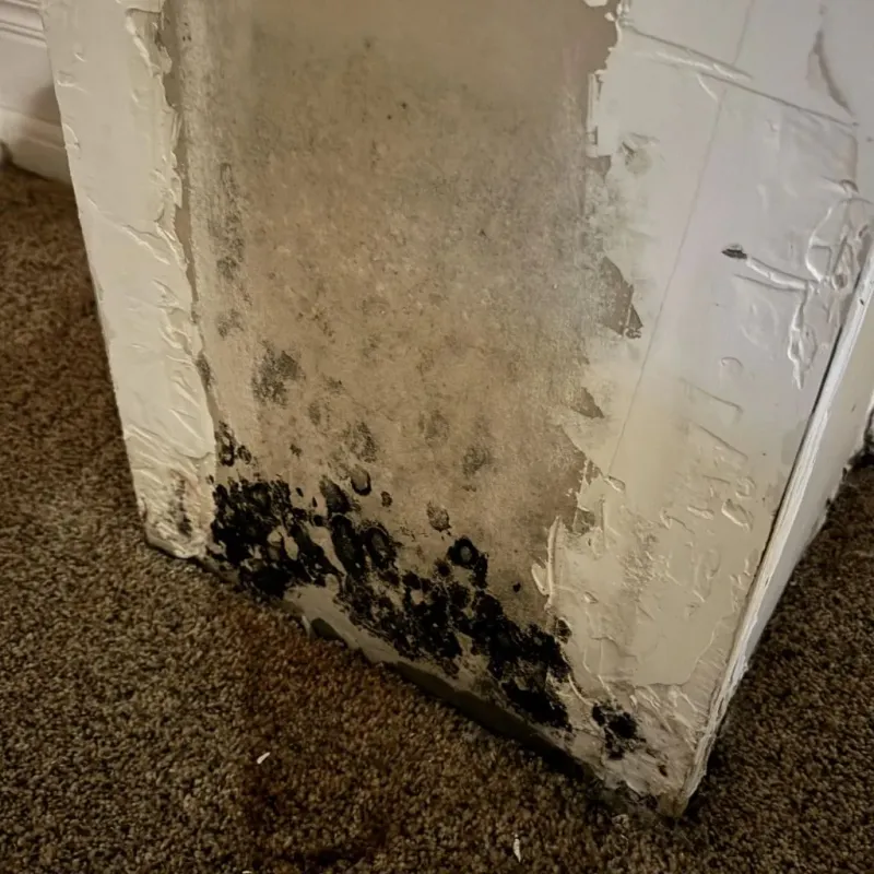 Professional Mold Removal in Robbinsville, NJ